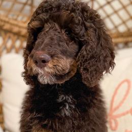 Bernedoodles, Goldendoodles, and Poodles from Reece + Co Doodles