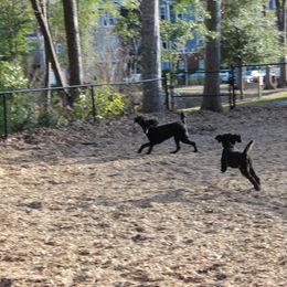 Poodle Puppies from Simply Standard Poodles