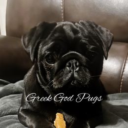 Melanoi - Pug
