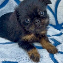 Lila. 4500 - Black and tan female Brussels Griffon puppy in Litchfield Park, Arizona from Melody Lane Brussels Griffons
