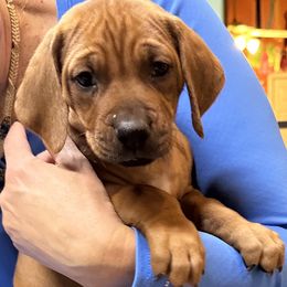 Rhodesian Ridgeback Puppies from Courage Rhodesian Ridgebacks