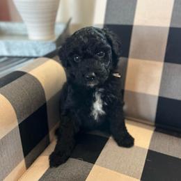 Bell - White and black female Bordoodle puppy in Valley Center, California from Circle R Valley Bordoodls