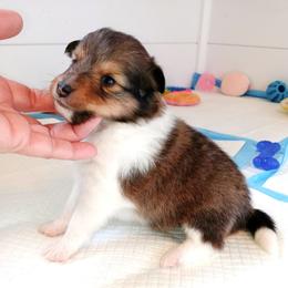 Shetland Sheepdog Puppies from Fancypants Shetland Sheepdogs