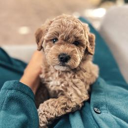 Goldendoodle Puppies from Nova's Minidoodles