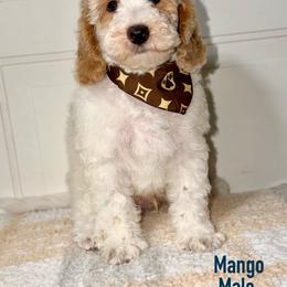 Mango - Apricot male Australian Labradoodle puppy in Beecher, Illinois from Erica’s Doodles