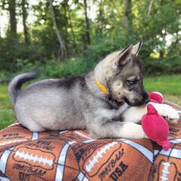 AKC Penelope - Agouti and white female Siberian Husky puppy in Cedarville, Ohio from Evereve Kennels