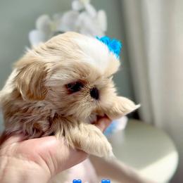 Daniel - Gold male Shih Tzu puppy in Frederick, Maryland from Shih Tzu Puppy in Maryland