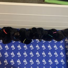 German Shepherd Puppies from Devon Rugerio's German Shepherds