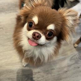 Ozzi - Chihuahua
