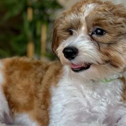 Leroy - Havanese
