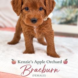 Braeburn - Red  female Goldendoodle puppy in Norcross, Georgia from Teddy Puppies