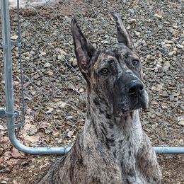 Liebe - Great Dane