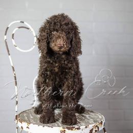 Poodle Puppies from Northern creek standard poodles