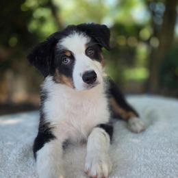 Snickers - Black tri-color male Australian Shepherd puppy in Summerville, South Carolina from Flowertown Aussies