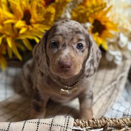 Andy - Dapple female Dachshund puppy in Fayetteville, West Virginia from Loop Creek Dachshunds