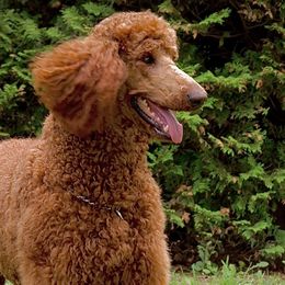 Poodles from Bridge City Poodles