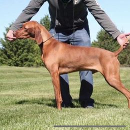 Whoops - Vizsla