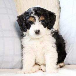Duchess - Black tri-color female Aussiedoodle puppy in Salem, Utah from Go West Mini Aussies