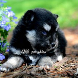 Pomeranian, Pomsky, and Siberian Husky Puppies from AMS Pomskies