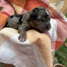 Female 2 - Blue merle female Aussiedoodle puppy in Lexington, Alabama from Johnson’s Highland Pride Aussiedoodles