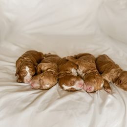 Australian Labradoodle, Goldendoodle, Labradoodle, and Poodle Puppies from Aloha Doodles & Poodles