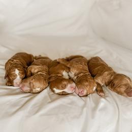 Australian Labradoodle, Goldendoodle, Labradoodle, and Poodle Puppies from Aloha Doodles & Poodles