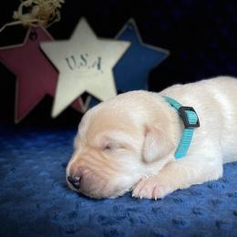 Labrador Retriever Puppies from Gochee Labs
