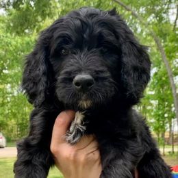 Bernedoodles from Kendall Powers' Bernedoodles