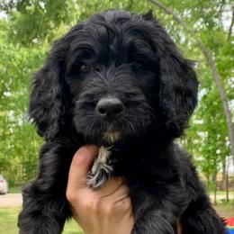 Bernedoodles from Kendall Powers' Bernedoodles