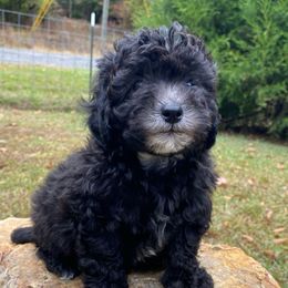 Harley - Black male Poodle puppy in Alpine, Alabama from Alpine Acres Poodles
