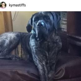 Susie - Mastiff