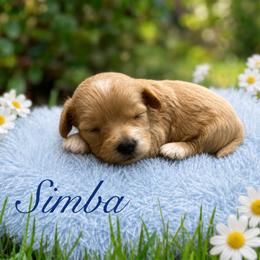 Simba - Red male Maltipoo puppy in Bowling Green, Kentucky from Denise Clark