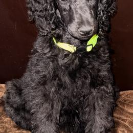 Autumn (Yellow Collar) - Black female Poodle puppy in League City, Texas from Chauffeured Poodles