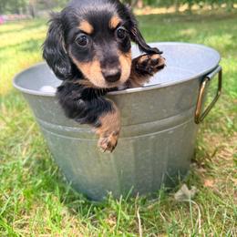 Girl 1 - Black and cream female Dachshund puppy in Crossville, Tennessee from Golden Mini Farm