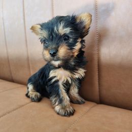 Yorkshire Terrier Puppies from North Texas AKC Yorkies