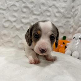 Mars - Piebald male Dachshund puppy in Temple, Texas from Brit’s Doxie Crossing