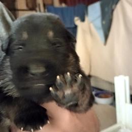 Black collar male - Bi-color male German Shepherd puppy in Centralia, Illinois from Janices AKC German Sheperds LLC