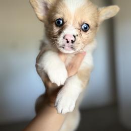 American Corgi Puppies from 5H Corgis