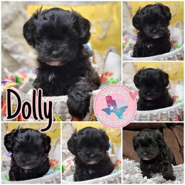 Cavapoo, Goldendoodle, Poodle, and Shihpoo Puppies from Sugarland's Texas Goldendoodles