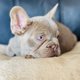 Red Collar Isabella - Tricolors male French Bulldog puppy in Harmony, North Carolina from Schuster Haus