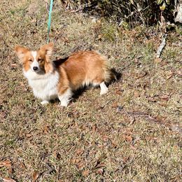 Ray - Pembroke Welsh Corgi