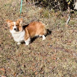Ray - Pembroke Welsh Corgi