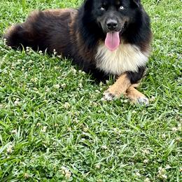 Bleu - Australian Shepherd