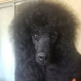 Sterling  - Poodle