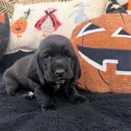 Miette - Black and white female Basset Hound puppy in Lubbock, Texas from Hound House