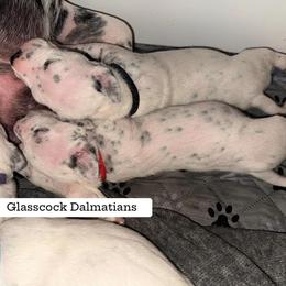 Dalmatian Puppies from Glasscock Dalmatians