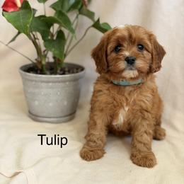 Tulip - Red female Cavapoo puppy in Oxford, Pennsylvania from FriendlyPals