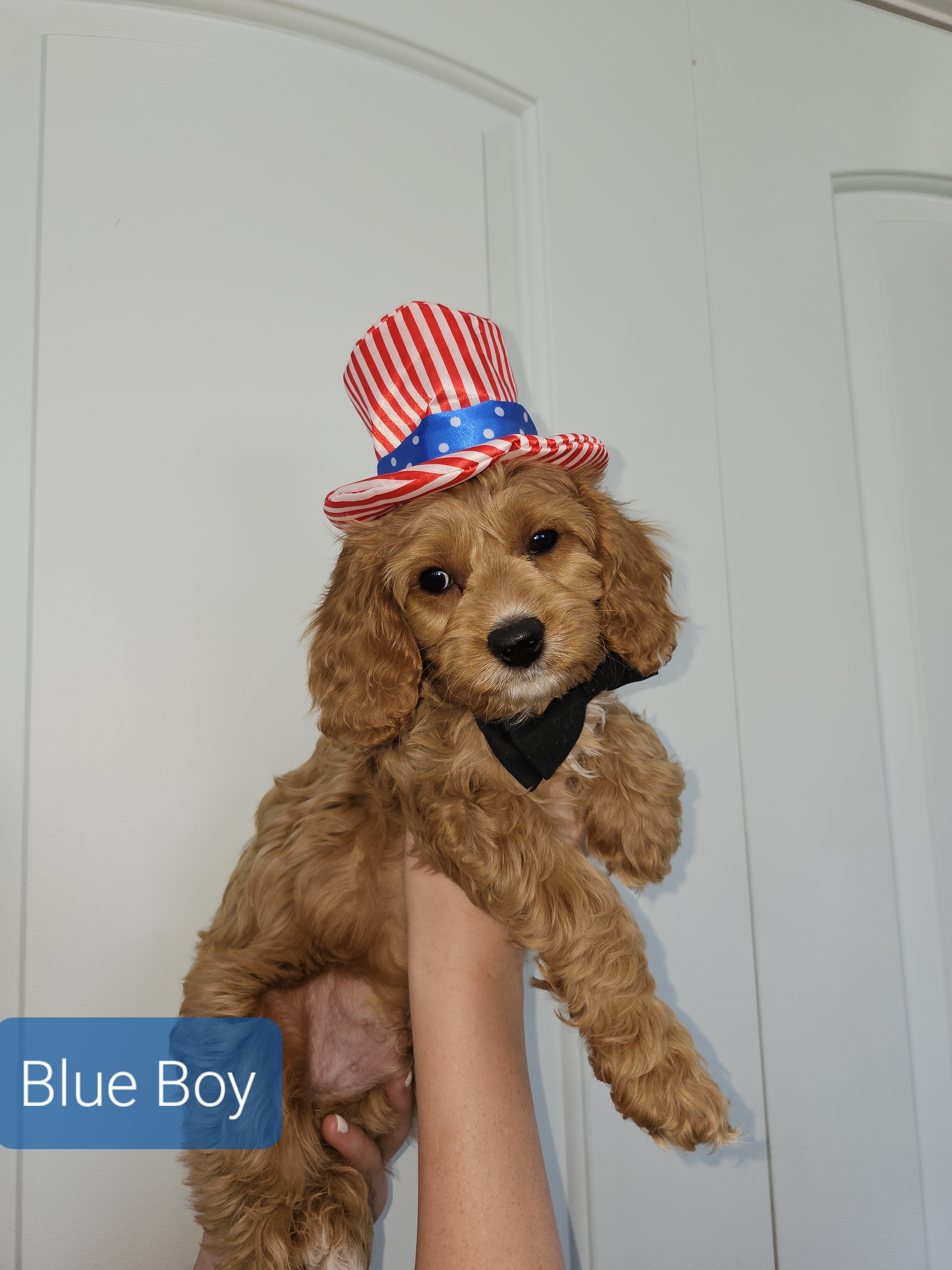 Cavapoo Puppies from Prince Pups