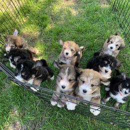 Bernedoodle, Neapolitan Mastiff, and Sheepadoodle Puppies from Cooper Creek Puppies
