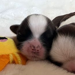 Boy 2 - Red and white male Shih Tzu puppy in Paso Robles, California from Encanto Shih Tzus by Darlene Madrigal